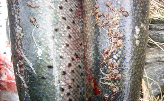 рыбные паразиты на лососе.jpg